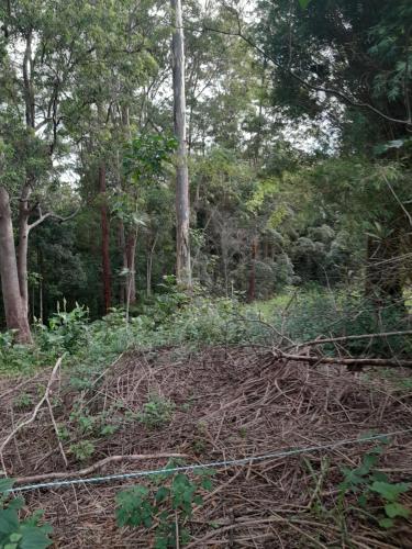 a forest filled with lots of branches and trees at Bitolovo The Blue House in Nimbin