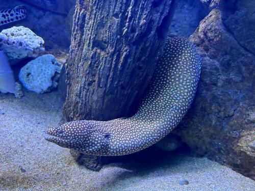 a black and white spotted animal in an aquarium at Pinxiayuan Apartment in Lvcheng Resort in Zhoushan