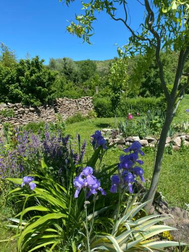 a garden with purple flowers and a tree at Kánya Veranda in Szomolya