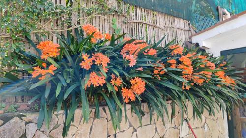Ein paar orangefarbene Blumen an der Wand in der Unterkunft Mediterranea Casa del Capricorno in Massa Lubrense