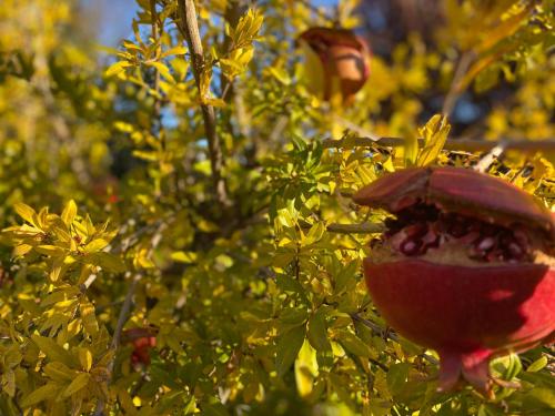 un primer plano de una manzana roja en un árbol en Casa en entorno natural, en Curicó