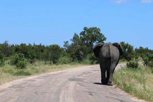 an elephant walking down a dirt road at Hhusha Hhusha in Malelane