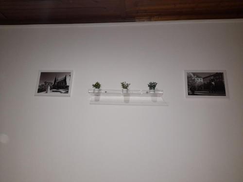 three plants on a white wall with pictures on it at Apartments Vančurova private parking in Brno