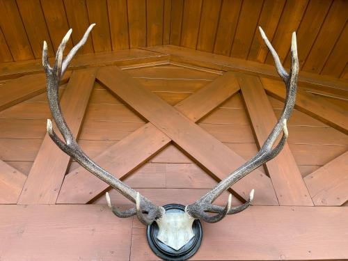 a fake deer head with antlers on a wooden floor at Select Apartment Top 13by Alpina in Piesendorf