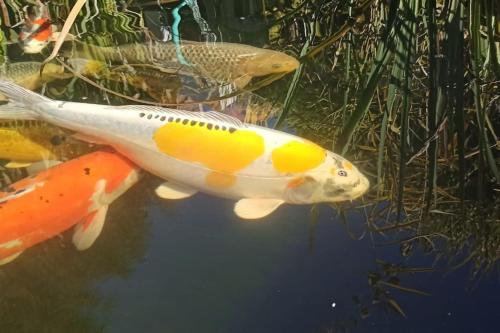 a group of koi fish swimming in the water at Gîte des trois rivières in Syam