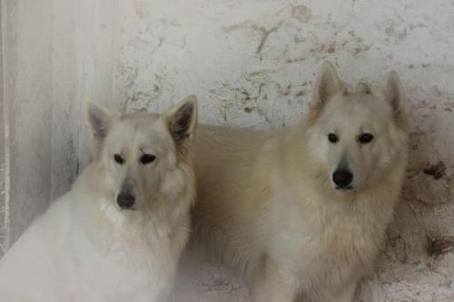 two white dogs are standing next to each other at CASA Di AMROU:grande terrasse,position stratégique in Tazarka
