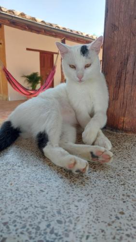 a white cat is laying on the floor at B&B Buenavista Barichara in Barichara