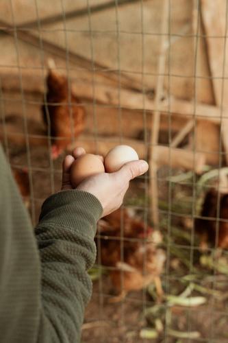 Altri animali domestici presso il bed & breakfast o nei dintorni