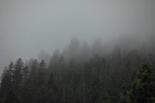 a forest filled with trees in the fog at Modern Luxury Cabin - Hot Tub, Hiking, Hammocks in Cascade-Chipita Park