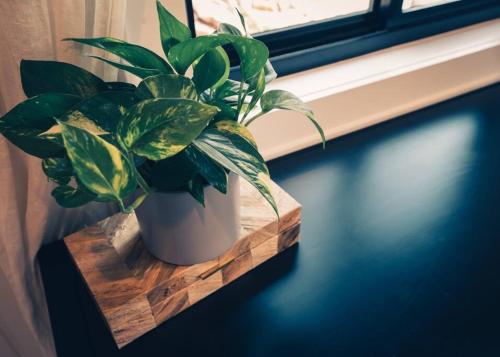 a potted plant sitting on a window sill at Modern Luxury Cabin - Hot Tub, Hiking, Hammocks in Cascade-Chipita Park