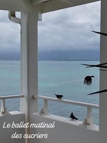 two birds sitting on a window sill looking out at the ocean at La Case à Méline in Le Gosier