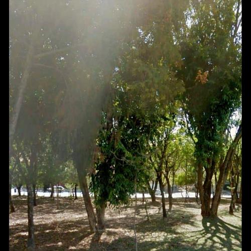 een groep bomen in een veld waar de zon schijnt bij Quarto Proença in Campinas