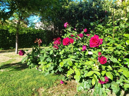 a bush of pink roses in a garden at Casa Gilgar Olite in Olite
