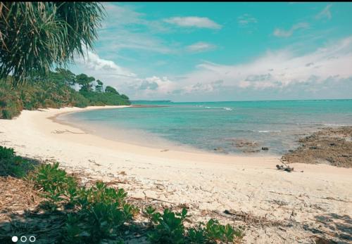 einen Strand mit einer Palme und dem Meer in der Unterkunft Mallick Palace in Neill Island