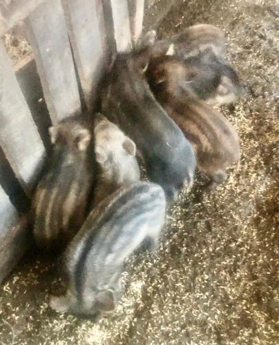 two dogs laying on the ground next to a fence at Elizbar Talakvadze Winery in Kardanakhi