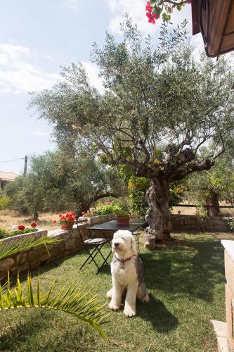 Small paradise in Saint Nicolas Village !