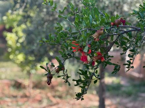a branch of a tree with red flowers on it at Escapade famille - vue panoramique et piscine privée in Aït Ghemat
