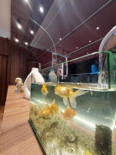 a aquarium with a gold fish in a room at AG Hotel in Abu Dhabi