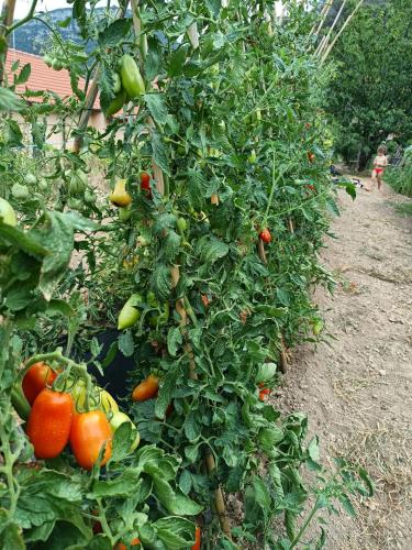 a group of tomatoes growing in a garden at Al Beo in Finale Ligure