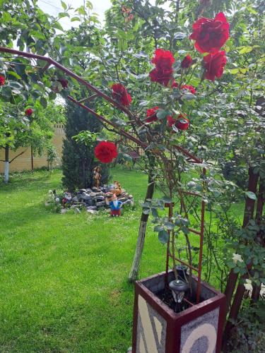 a tree with red roses in a vase in a yard at Casa Dana in Haţeg
