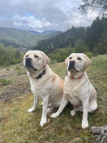 two dogs sitting in the grass in a field at Penzión Pod Guglom in Mlynky 
