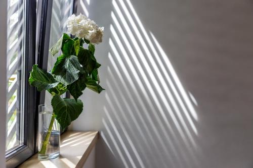 a vase with a plant sitting on a window sill at Melt in Palanga in Palanga