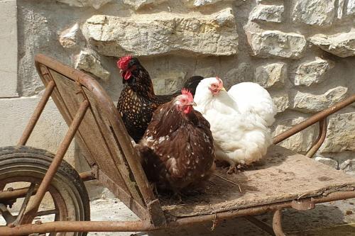three chickens are standing in a wooden cart at Moulin de Courcelles in Aubréville