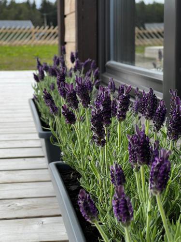 a row of purple flowers sitting on a porch at Spithamn Village House in Spithami