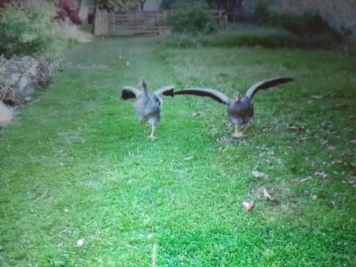 Miloute à la Montagne