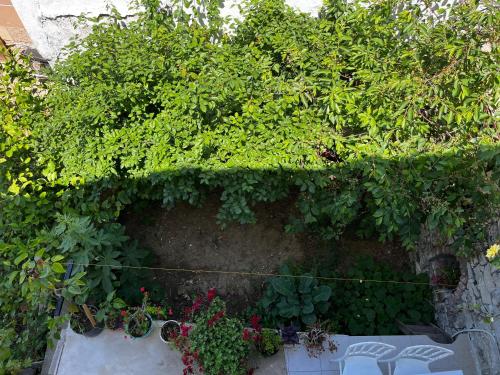 a garden with plants and flowers on a wall at Deniz Manzaralı Müstakil ev Aybalik in Ayvalık