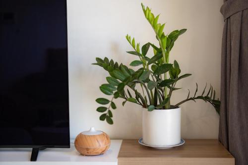 a plant in a white vase sitting on a table at APARTMENT AIRPORT TAN SON NHAT - free Pool & Gym in Ho Chi Minh City