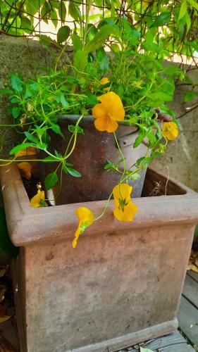 a flower pot with yellow flowers in it at San Lorenzo 66 in San Giovanni Valdarno