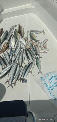 Un mucchio di pesci sul retro di una barca. di Dubai fishing trip 5 hours a Dubai