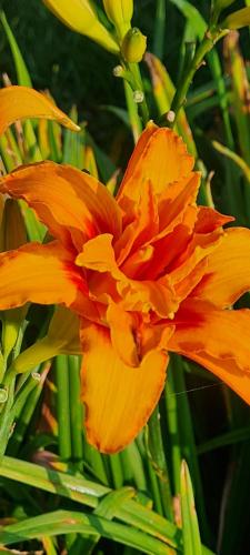 a close up of a bright orange flower at Mosswood Bed & Breakfast in Graskop