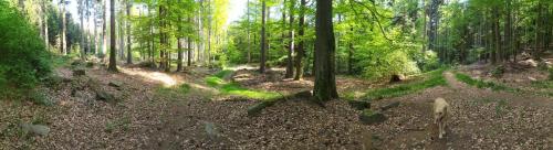 a dog walking on a path in the woods at Apartmán u lesa u Adršpachu in Jívka