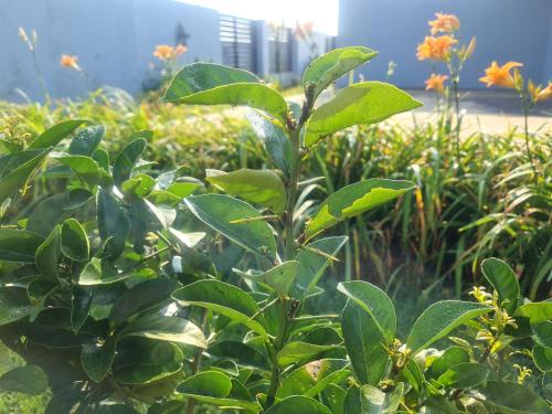 a plant with green leaves in a garden at Mosswood Bed & Breakfast in Graskop