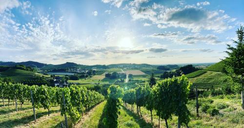 a vineyard in the hills with the sun in the background at Ferienapartment Huber in Oberkirch
