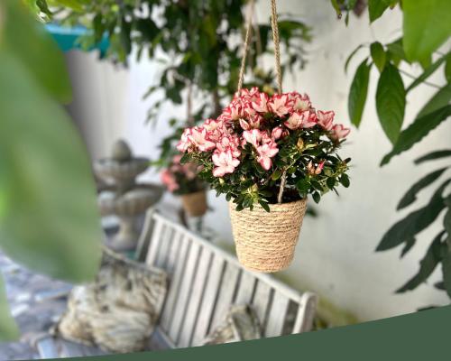a hanging flower pot with pink flowers in it at Tirana Square Hotel in Tirana