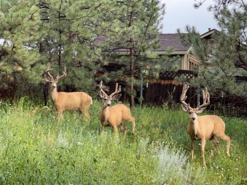 three deer standing in a field of tall grass at Perfect Pike's peak basecamp & spacious luxury in Cascade-Chipita Park