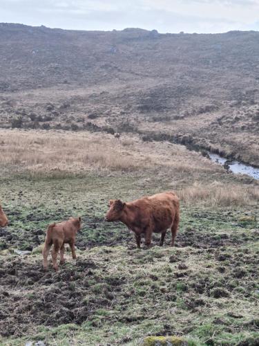a couple of cows standing in a field at Twin Deer Lodge in Glenfinnan