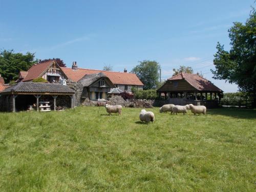a group of sheep grazing in a field in front of a house at Old Shep's Shepherds Hut 