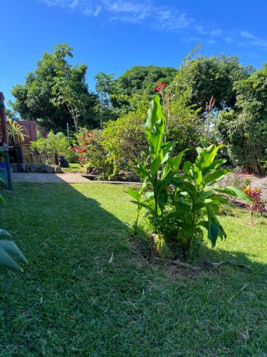 a plant in the grass in a yard at La case aux sens in Saint-Joseph