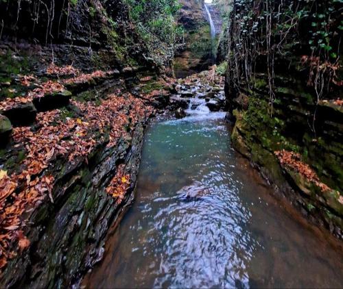 a small stream in the middle of a forest at Iveri House in Kutaisi