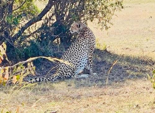 Photo de la galerie de l'établissement Emayian sekenani camp, à Sekenani