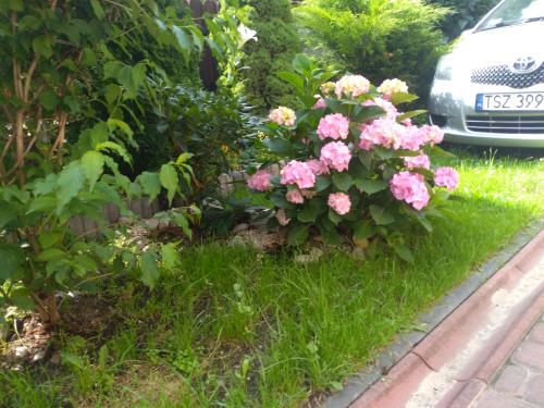 une brousse de fleurs roses dans l'herbe dans l'établissement Maja, à Szydłów