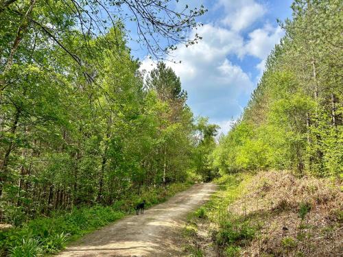 Ein Hund, der durch den Wald geht in der Unterkunft The Old Workshop, Wadhurst in Wadhurst