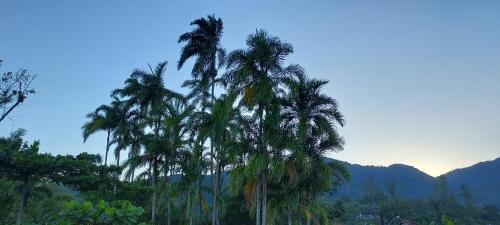 een groep palmbomen met bergen op de achtergrond bij Suítes João e Maria in Ubatuba