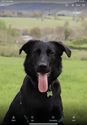 a black dog with its tongue hanging out at Little Lodge B&B Lutterworth in Lutterworth