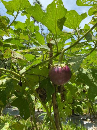 a purple onion growing on a plant with green leaves at Ambong Pool Villas - Private Pool in Pantai Cenang