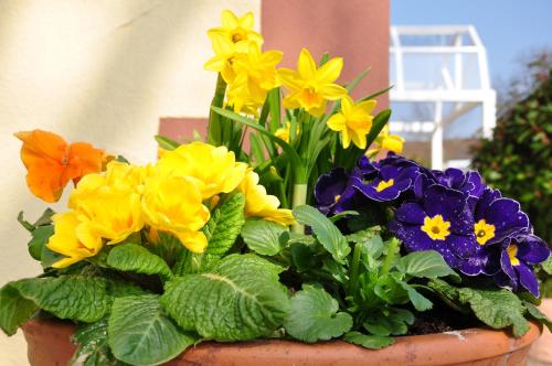a flower pot filled with yellow and purple flowers at Landhaus Warndtwald in Wadgassen